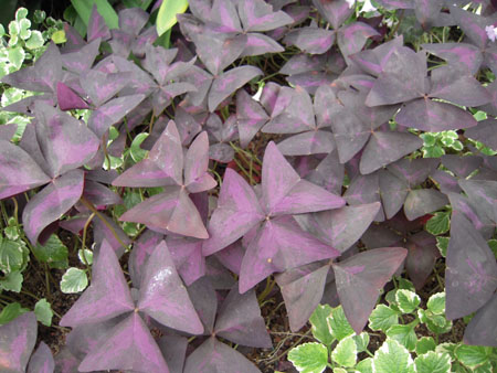 com.bmj.content.model.Caption@4578830a