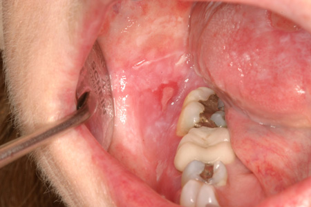 com.bmj.content.model.assessment.Caption@270ec005