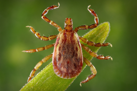 Rickettsial diseases images