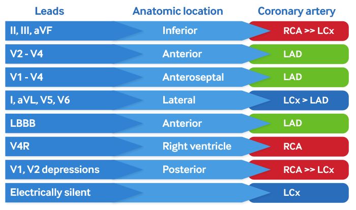 Coronary anatomy and ECG leads table