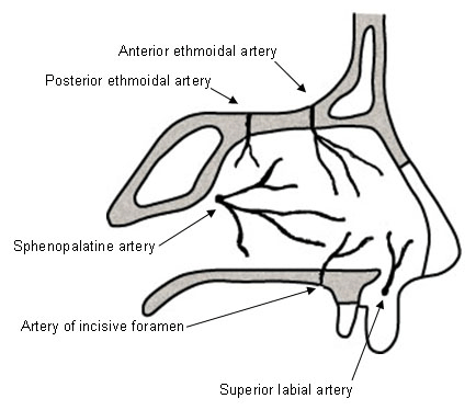 Nasal vasculature demonstrating the vessels that form the Kiesselbach plexus