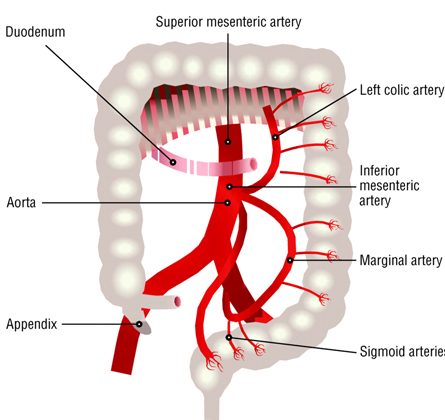 Distribution of blood flow to the colon originating from the inferior mesenteric artery, branches of which include the left colic, marginal, and sigmoid arteries and supply the left colon and superior portion of the rectum
