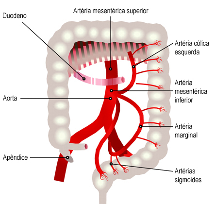 Distribuição do fluxo sanguíneo para o cólon originado da artéria mesentérica inferior, cujas ramificações incluem as artérias sigmoide, marginal e cólica esquerda e a irrigação do lado esquerdo do cólon e da parte superior do reto