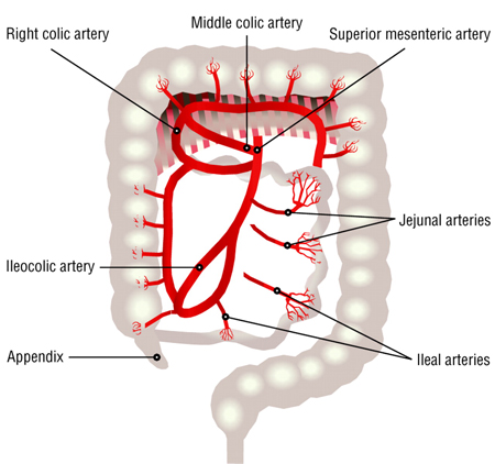 Distribution of blood supply to the small intestine and colon from the superior mesenteric artery, branches of which include the middle, right, and ileocolic arteries as well as jejunal and ileal arteries and arterioles