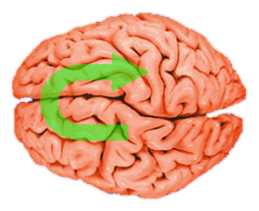 Contortion of the brain during a concussion, based on biomechanical modeling