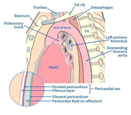 com.bmj.content.model.assessment.Caption@7276bed5