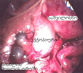 com.bmj.content.model.assessment.Caption@16d9792c