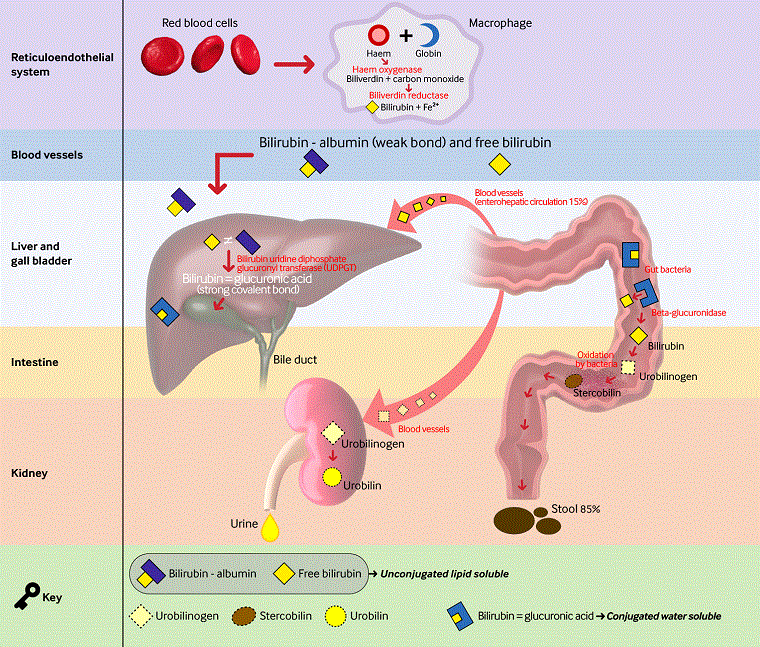 com.bmj.content.model.assessment.Caption@140c17de