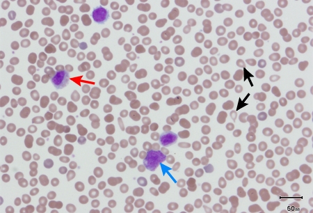 com.bmj.content.model.assessment.Caption@650dcc4d