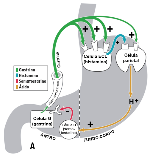 com.bmj.content.model.Caption@6ca3dcc