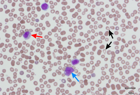 com.bmj.content.model.assessment.Caption@f29402f