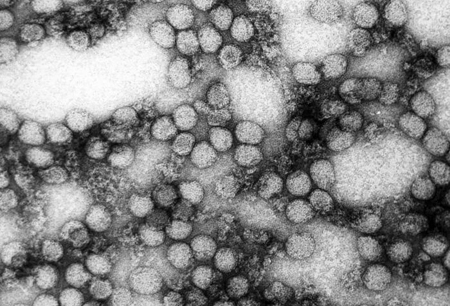 Yellow fever images