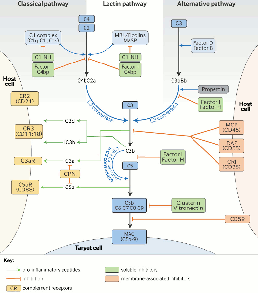 Complement deficiencies images