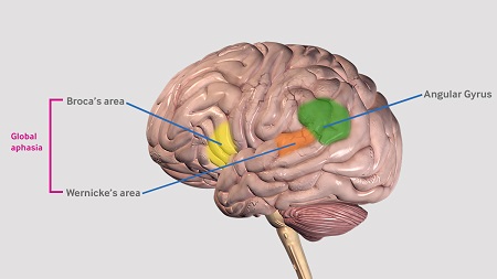 com.bmj.content.model.assessment.Caption@39a392c0