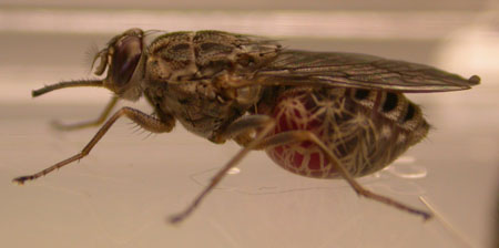 com.bmj.content.model.Caption@e3b8246