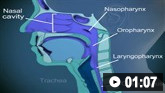 Demostración animada de vías aéreas orofaríngeas